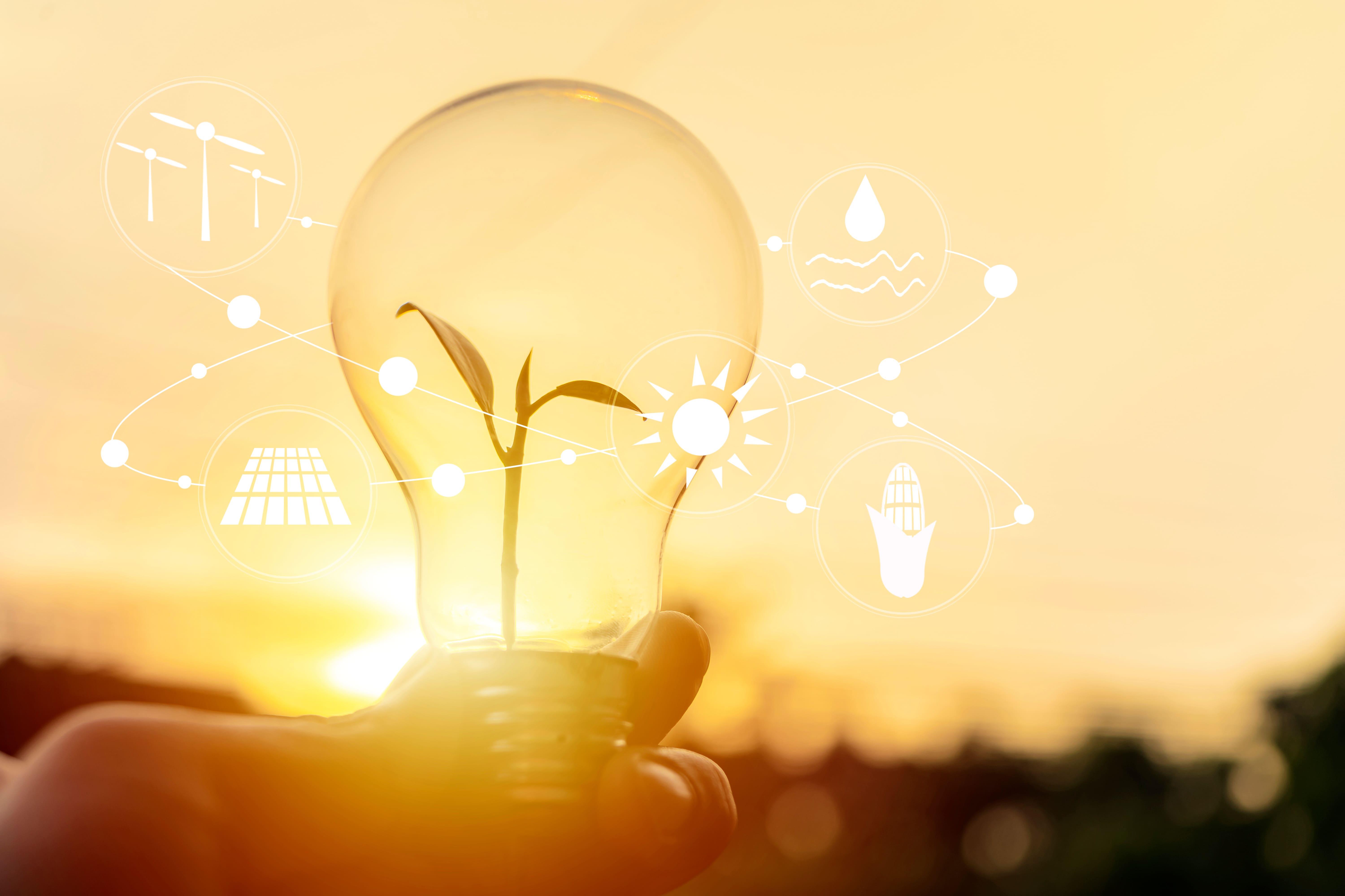 glühbirne maisfeld bild komprimiert